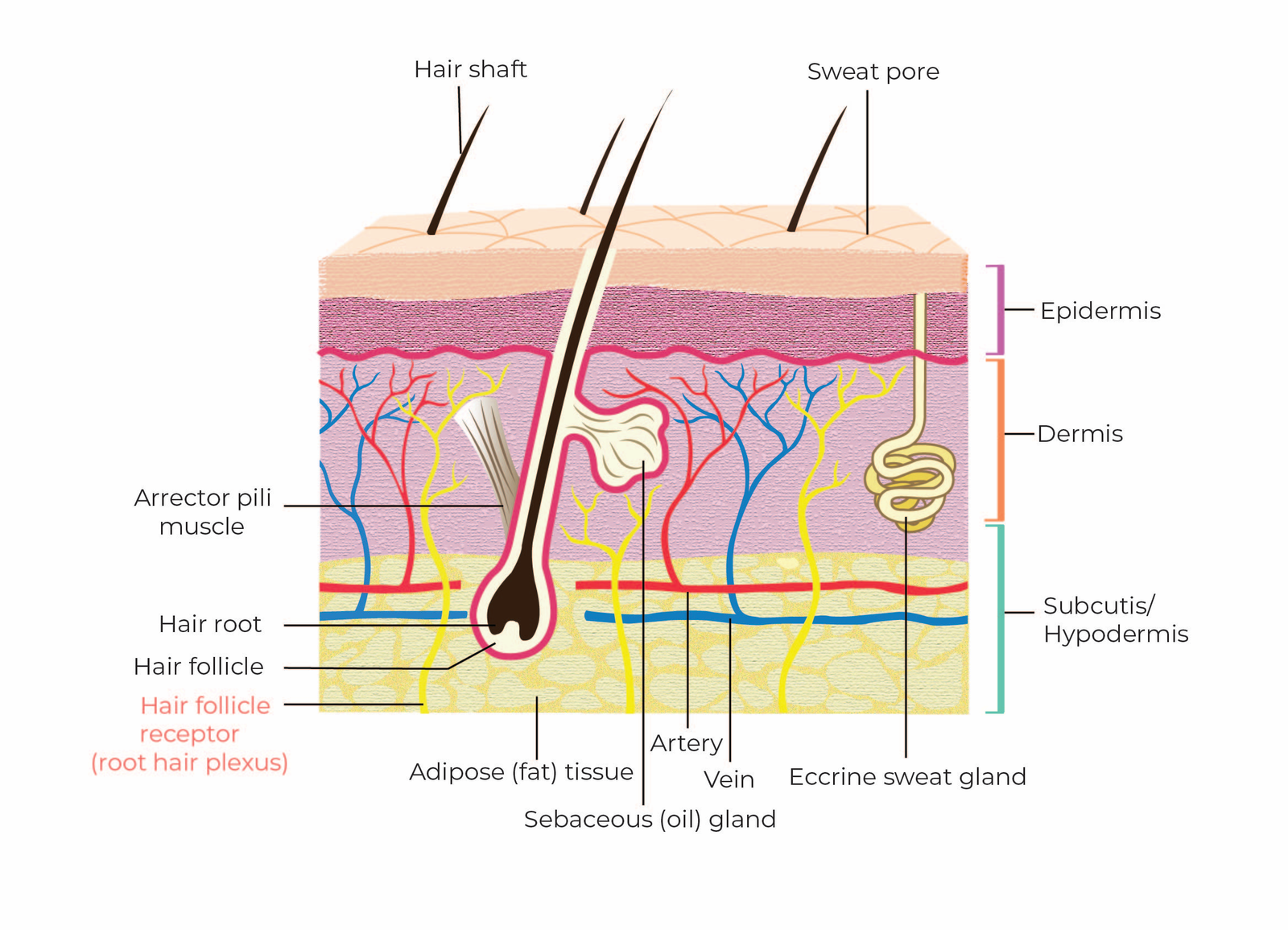 Illustration 3