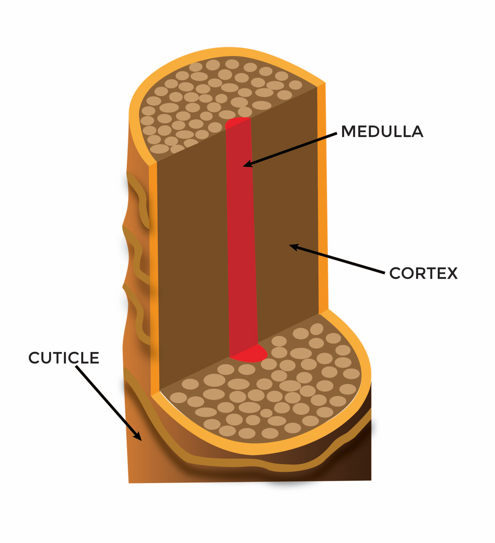 Illustration 5